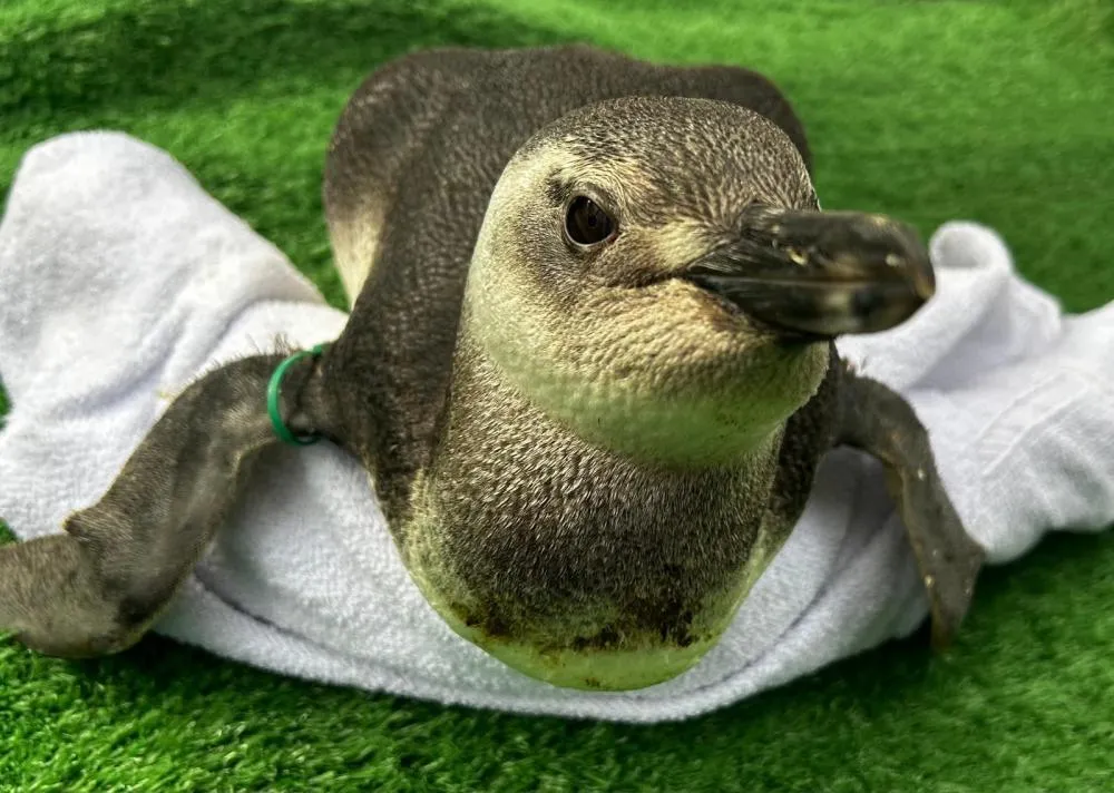 Instituto Albatroz orienta banhistas após resgate de 20 pinguins na Região dos Lagos