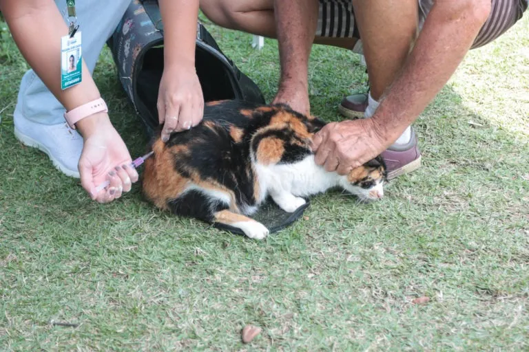 Vacinação antirrábica será realizada gratuitamente em diferentes bairros de Saquarema até novembro. Campanha começa no dia 18 de agosto e contempla cães e gatos a partir de três meses. Foto: Divulgação