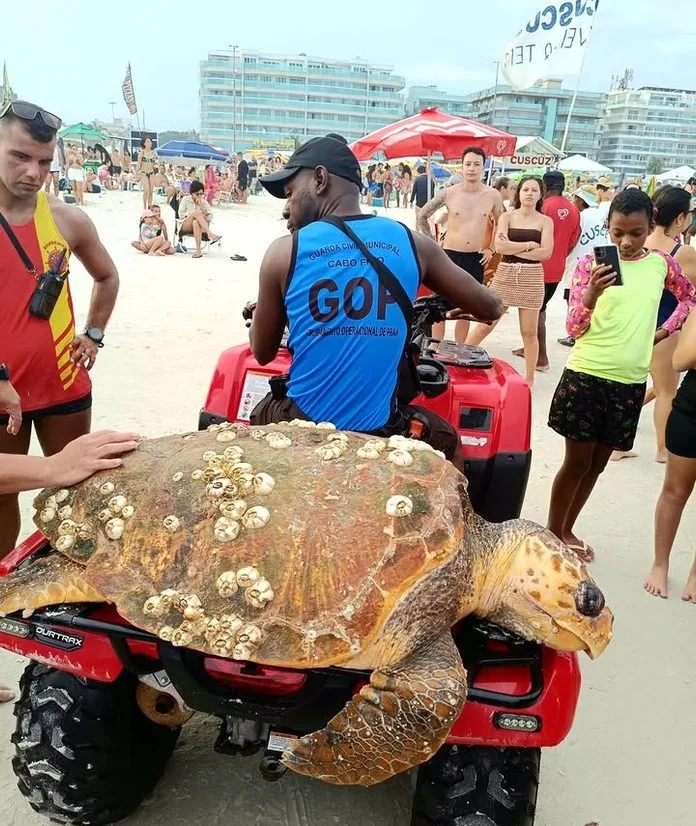 A tartaruga-cabeçuda é uma espécie de tartaruga marinha presente em águas brasileiras. Foto: Reprodução